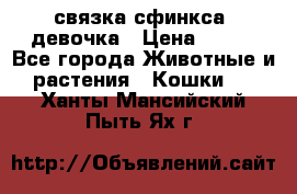 связка сфинкса. девочка › Цена ­ 500 - Все города Животные и растения » Кошки   . Ханты-Мансийский,Пыть-Ях г.